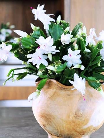 Kerstvakantie Cactus Levend Planten Huisdecoratie voor wholesale door UniqueMartandHome