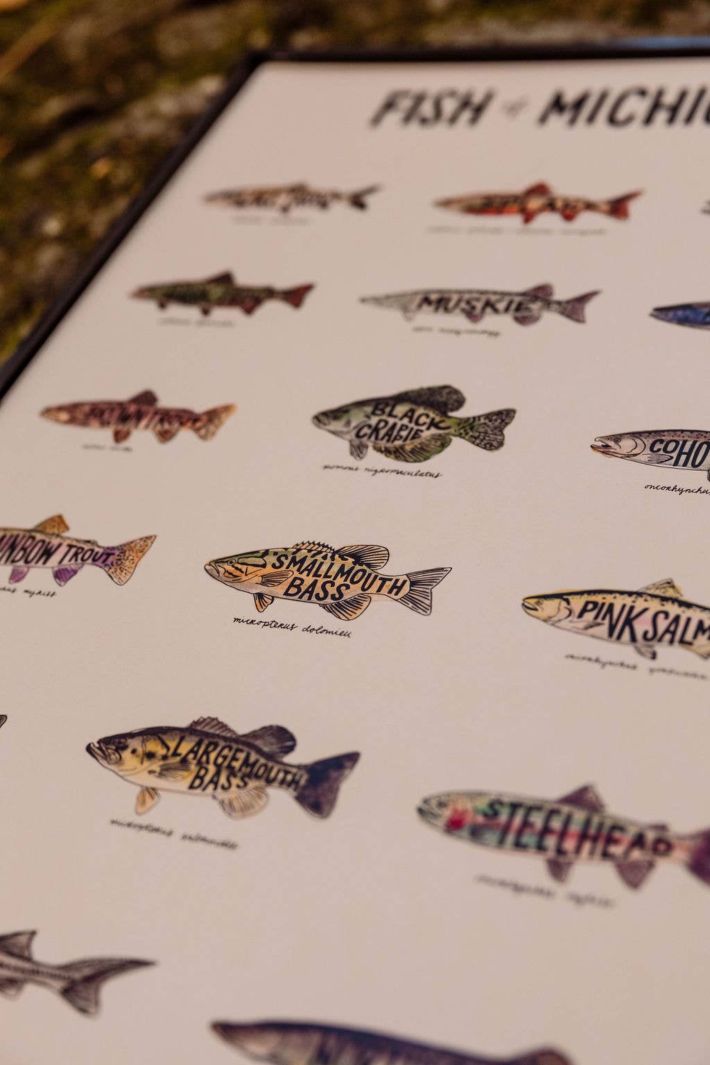 Home Squirrel - Wholesale Art Print - Fish of Michigan Watercolor Print3