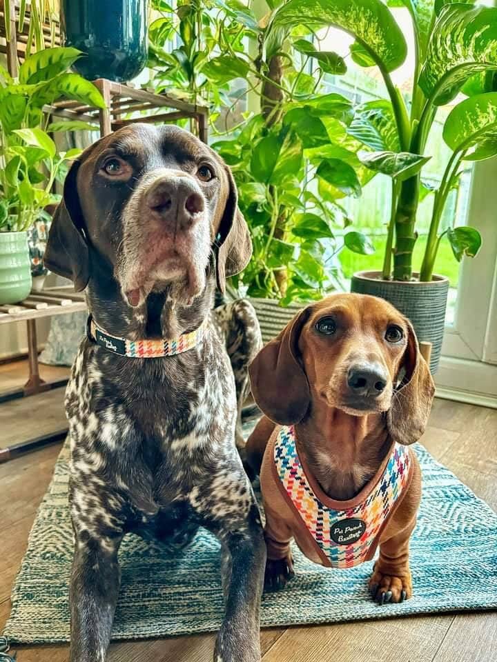 Pet Pooch Boutique - Wholesale Pet Harness - Dog - Lionheart Houndstooth Dog Harness (autumn/dogtooth/brown)7