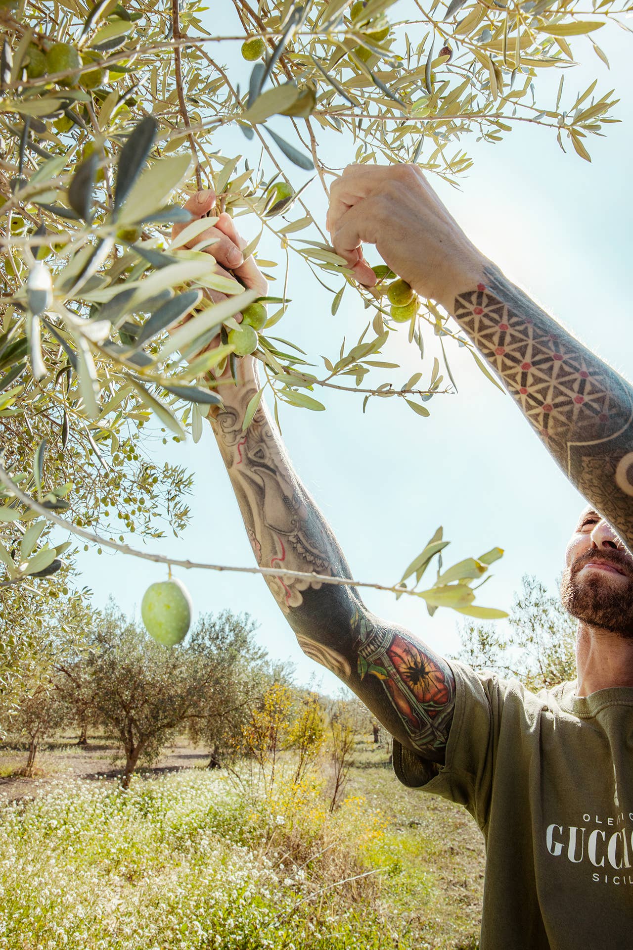 Oleificio Guccione - Vendita all'ingrosso Olio d'oliva - Guccione Medio 250ml - Olio Extra vergine d'oliva Premium5