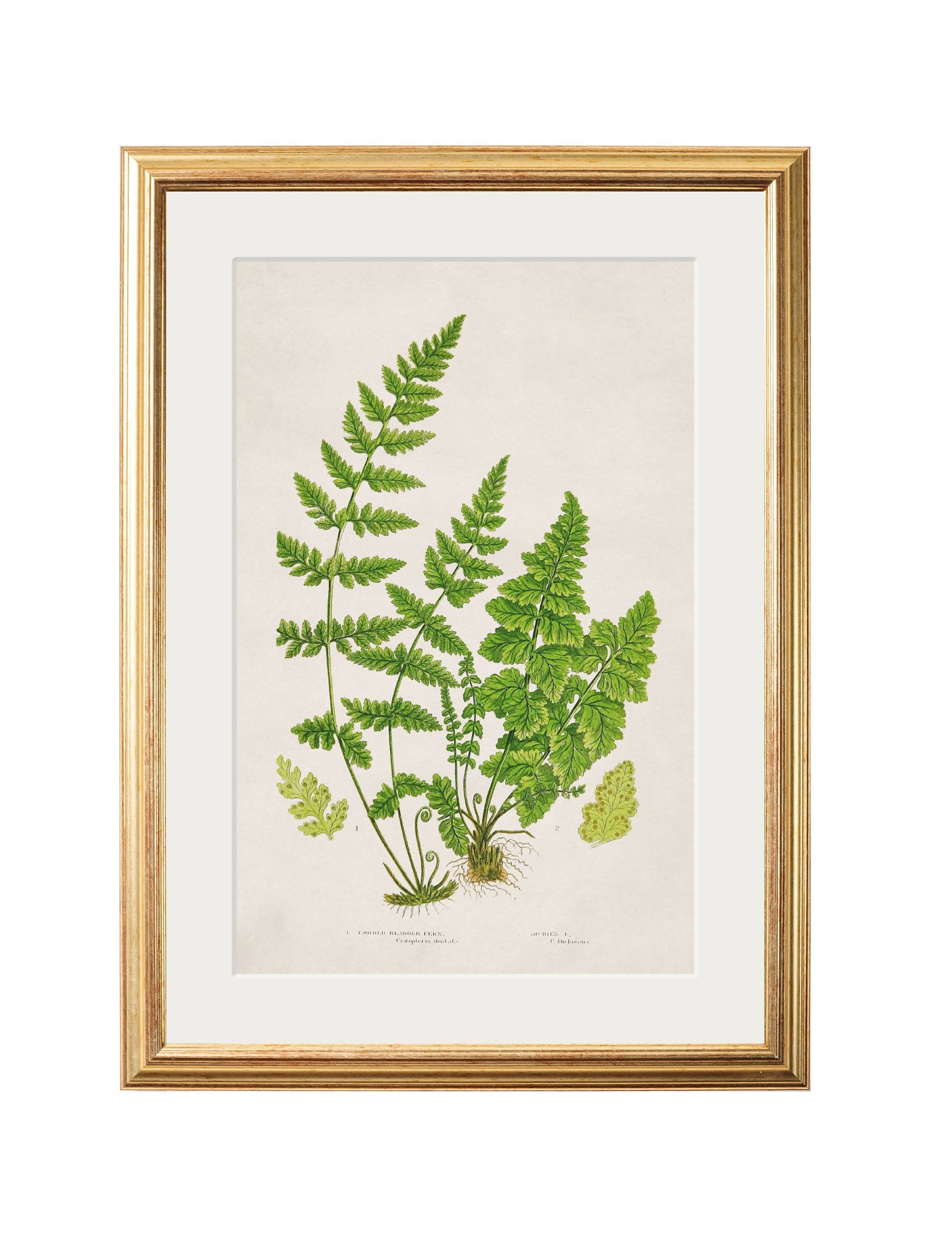 T A Interiors Wall Art & Mirrors – wholesale Gallery wall set – Collection of 6 Ferns7