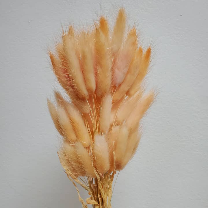 Dried Bunny Tails, 50-60stems - Coral Peach (002) for wholesale by BLOOMINGFUL.COM