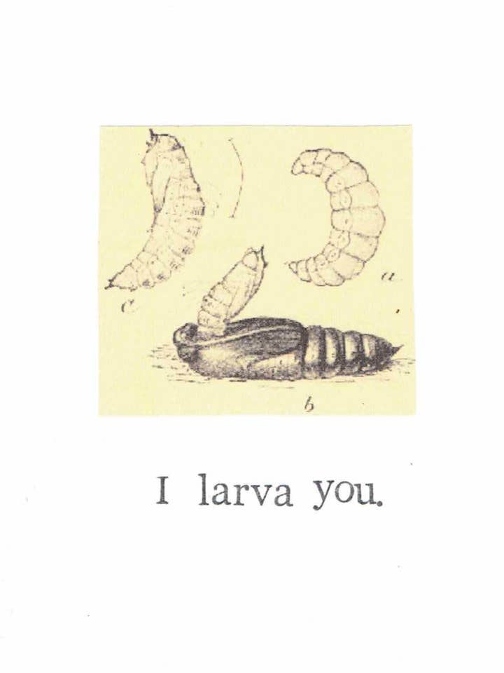 I Larva You Insect Humor Card | Love Funny Valentine Biology Pun for wholesale by BlueSpecsStudio