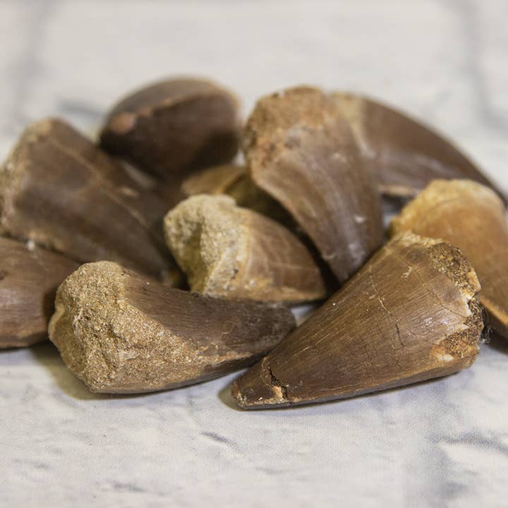 Cold River Mining - Wholesale Decorative Tabletop Object - MOSASAUR TOOTH APPROXIMATELY 1″ TO 2″ PACK OF 10