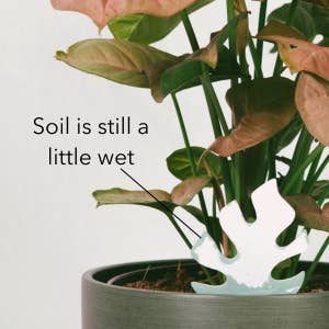 PlantDoc - Wholesale Garden Tool - Single PlantDoc - Mini Monstera2