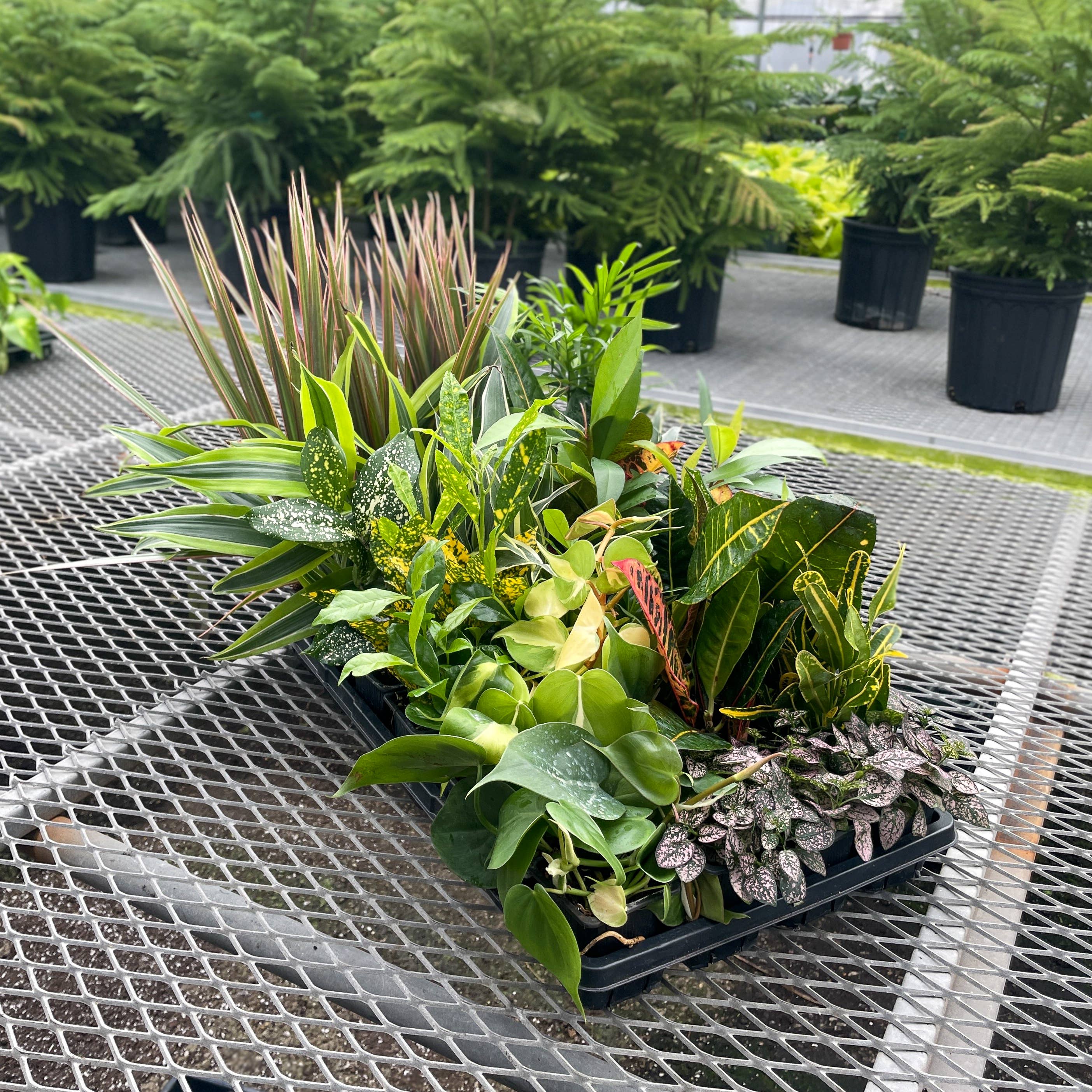 Thorsen's Greenhouse - Wholesale Live Plant - Grower's Choice Houseplant Assortment - 3" Live Plants3