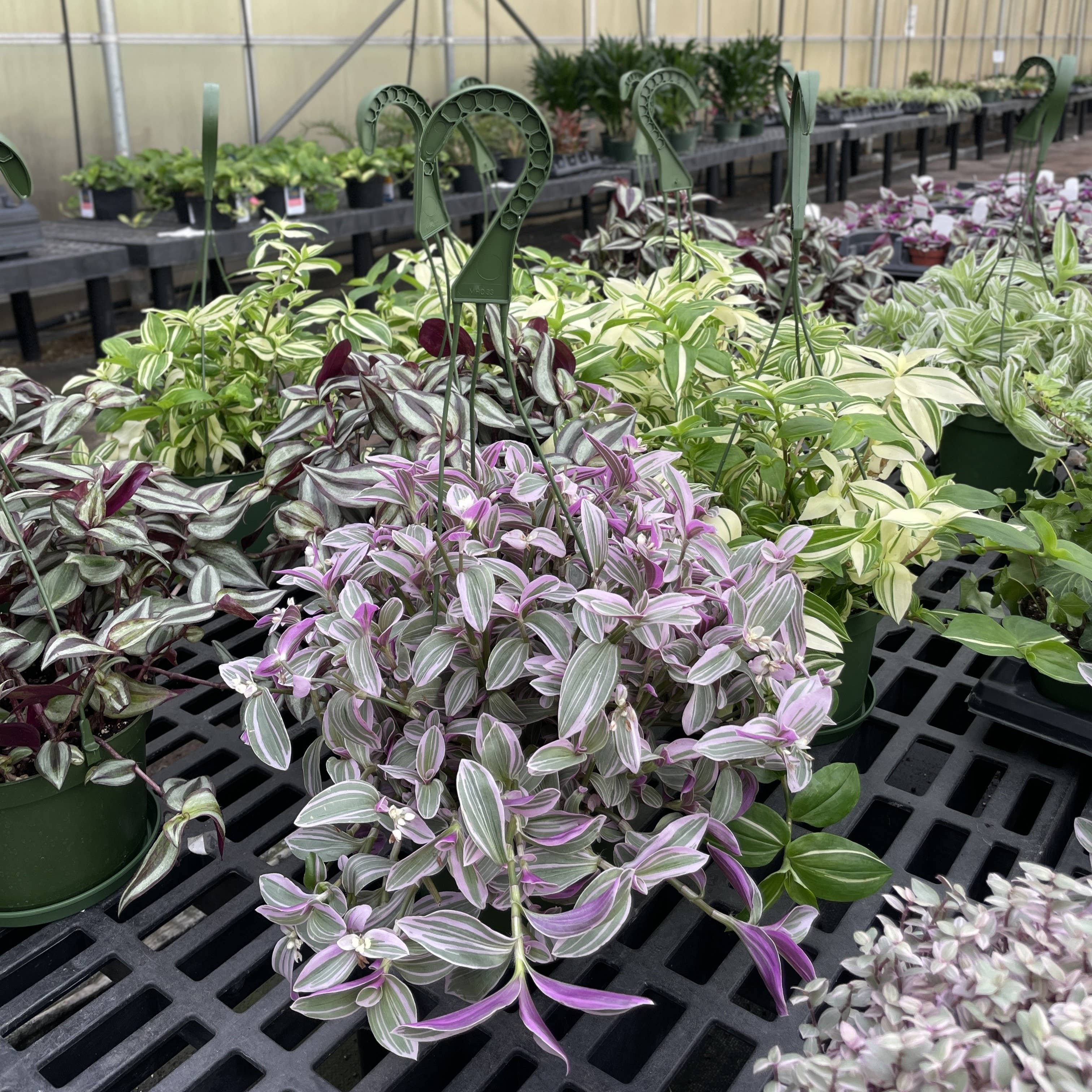 Thorsen's Greenhouse - Wholesale Live Plant - Tradescantia Hanging Basket - 6" Live Plant8