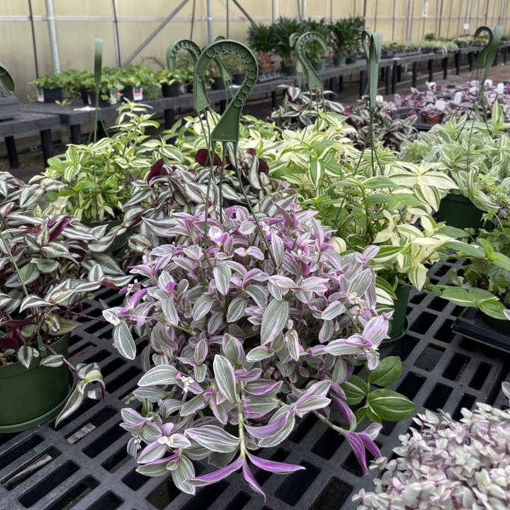 Thorsen's Greenhouse - Wholesale Live Plant - Tradescantia Hanging Basket - 6" Live Plant8