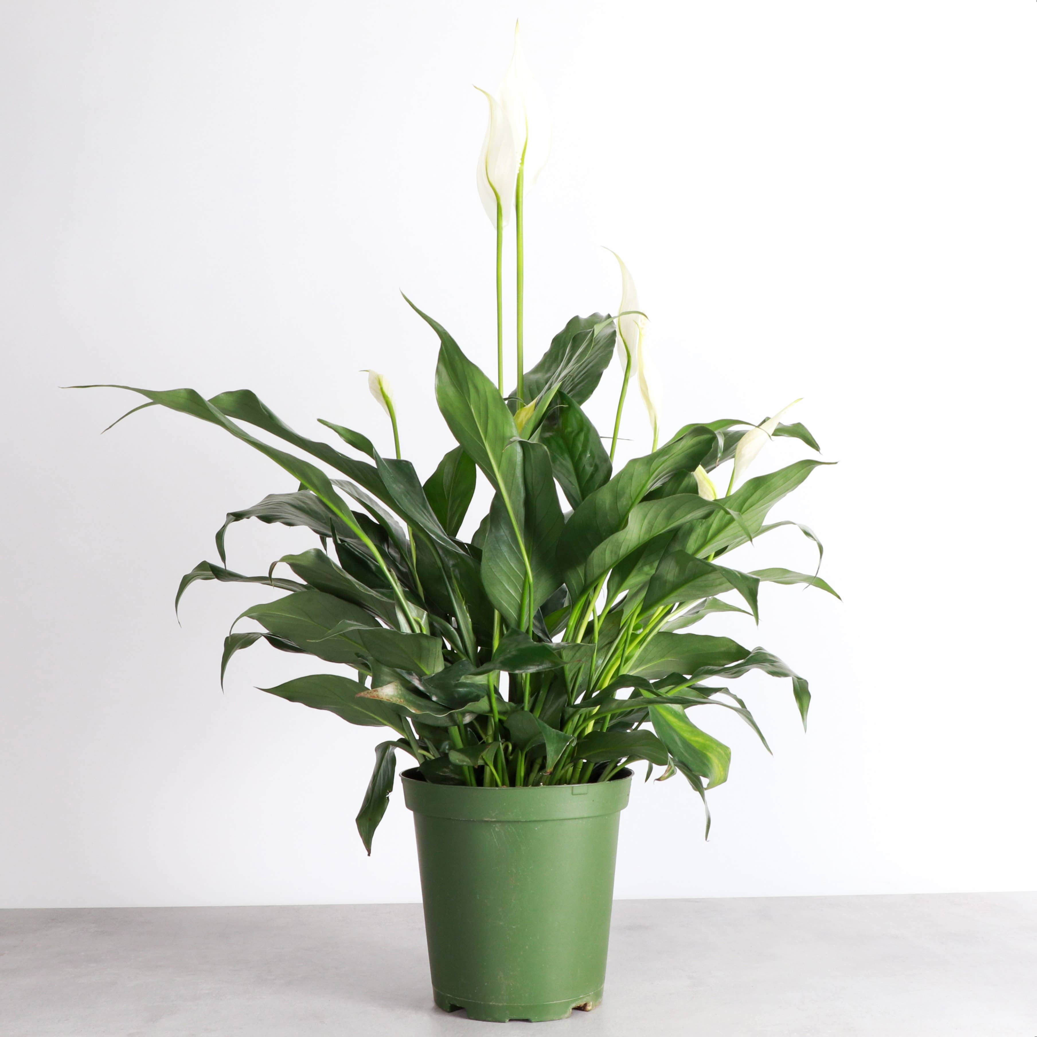 Thorsen's Greenhouse - Wholesale Live Plant - Peace Lily - Live Plant1