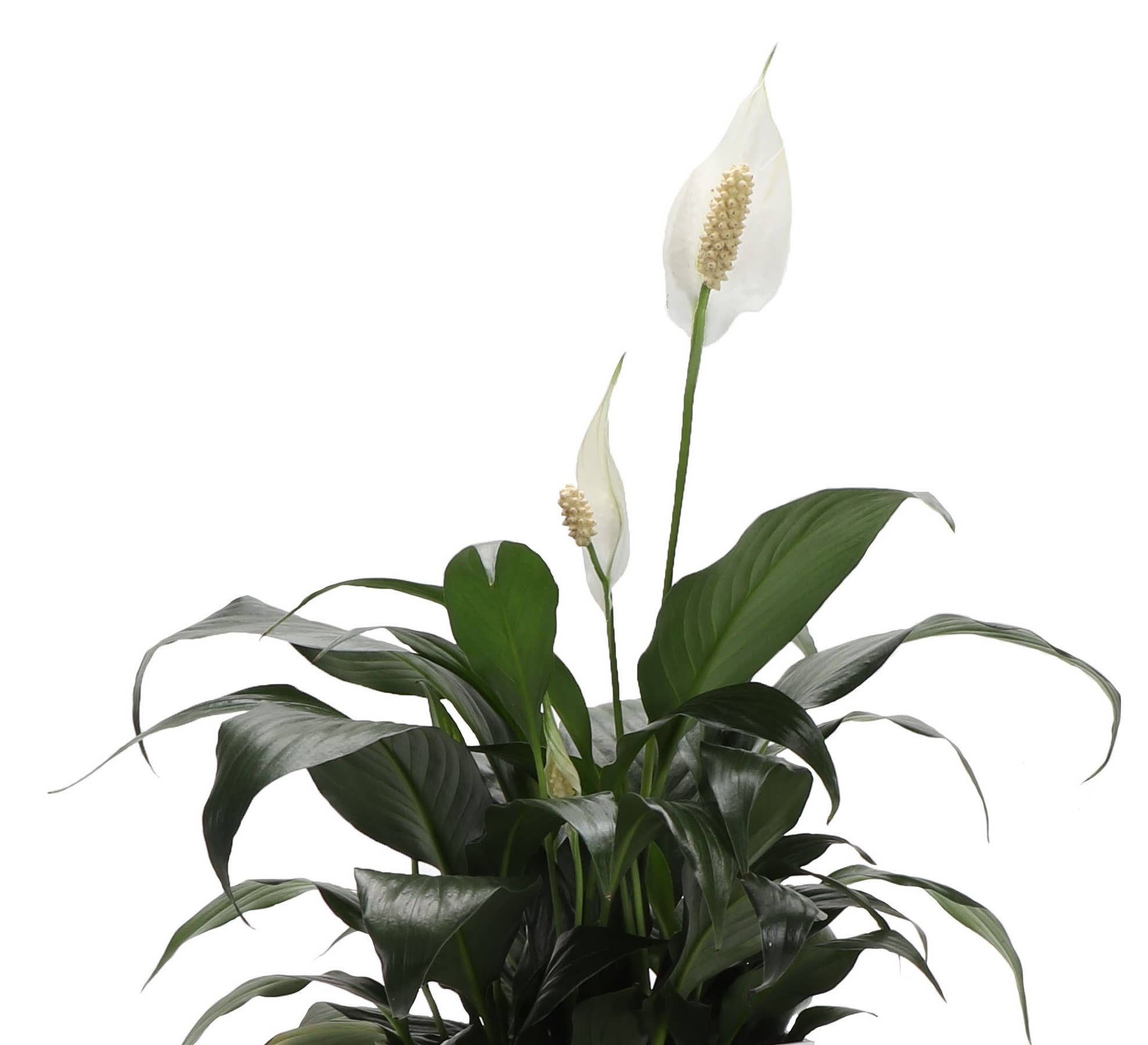 Thorsen's Greenhouse - Wholesale Live Plant - Peace Lily - Live Plant4