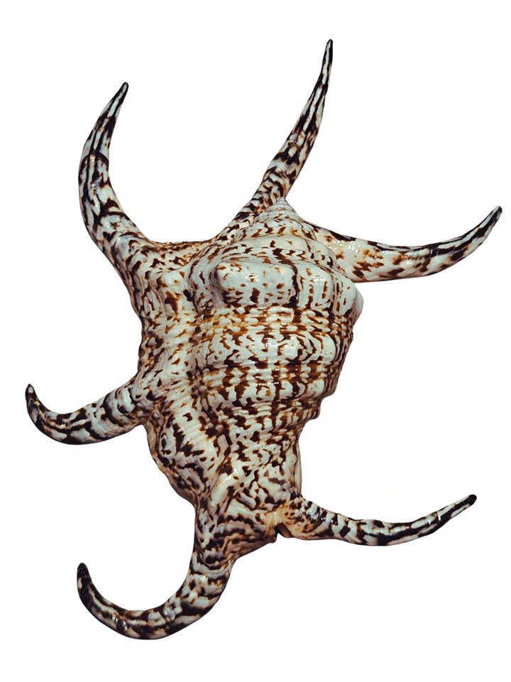 Kempang - shell - decoration - coast - beach - unique - ocean for wholesale by Product Import Holland