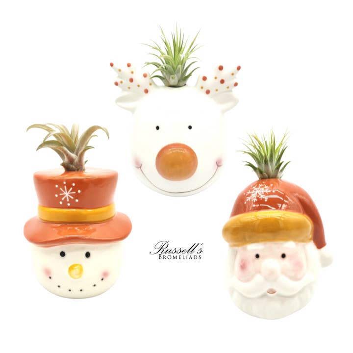 Russell's Bromeliads - Wholesale Live Plant - Winter Trio With Air Plants