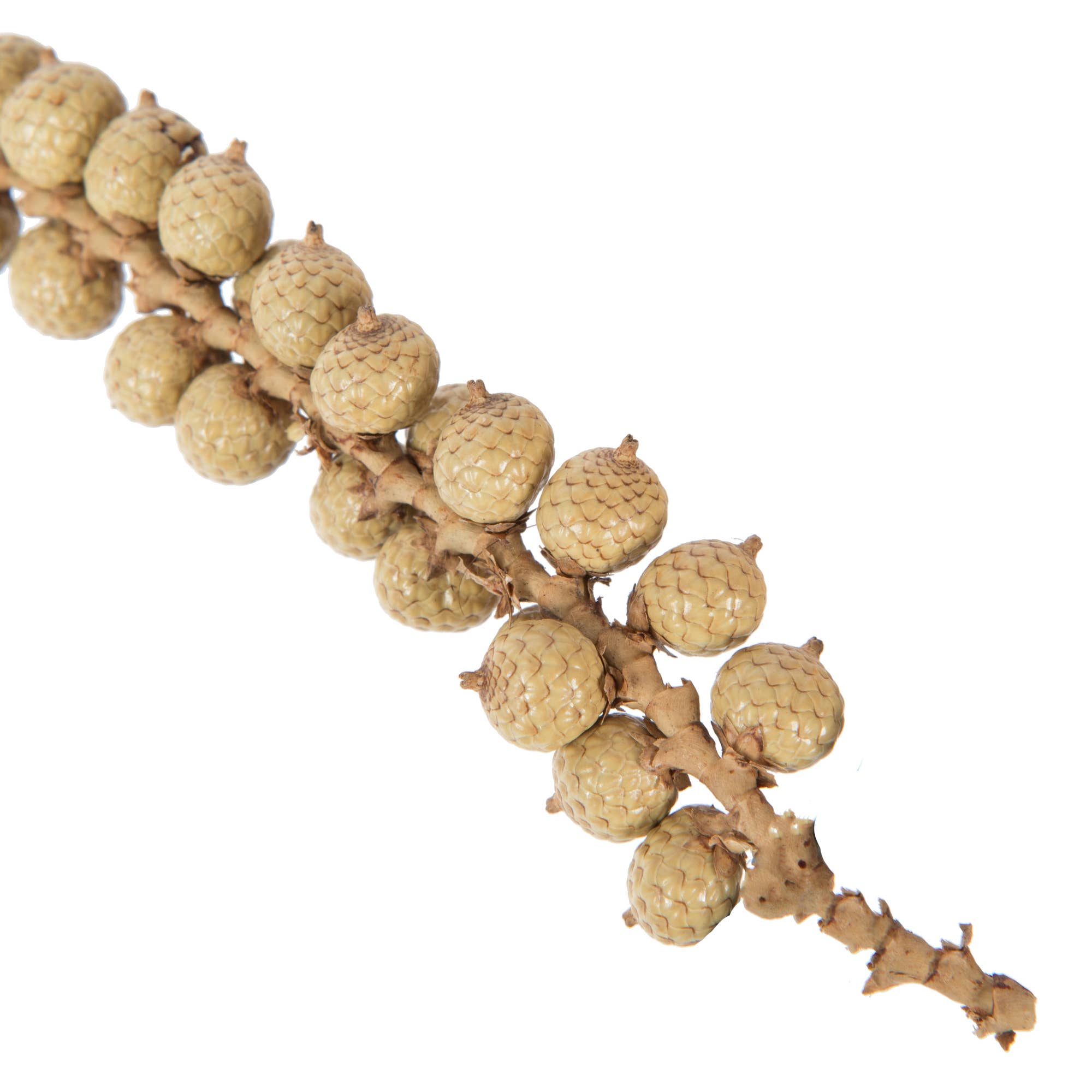 Naturel épis de canella Vickerman de 6 à 8 po, naturel (sac de 2,2 lb) en vente sur Faire3