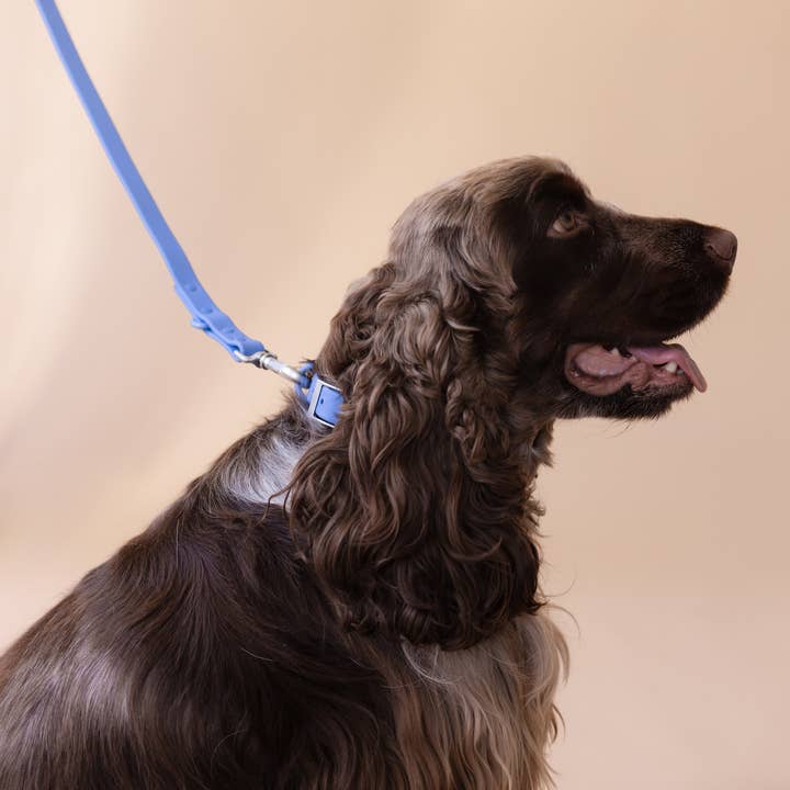 PRILTON - Wholesale Pet Collar Charm - Cat/Dog - Collar - Blue2