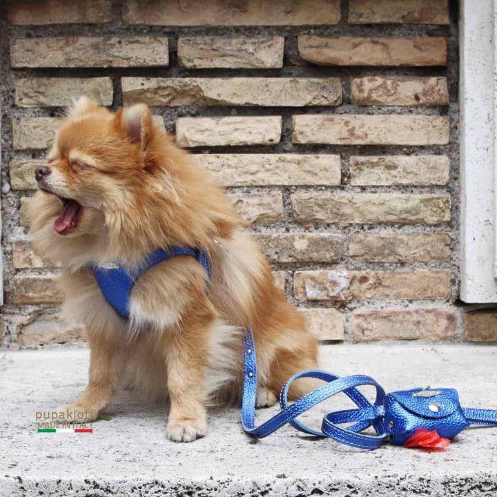 Pupakiotti Pets, Brand in Italy Srl. - Vendita all'ingrosso Guinzaglio - Cani - GLAM. Set 3 pezzi. Pettorina e guinzaglio con porta sacchetti in pelle per cane