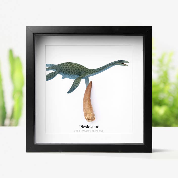 40-60mm Plesiosaur Tooth Authentic Dinosaur Fossil Frame for wholesale by Curated Studio