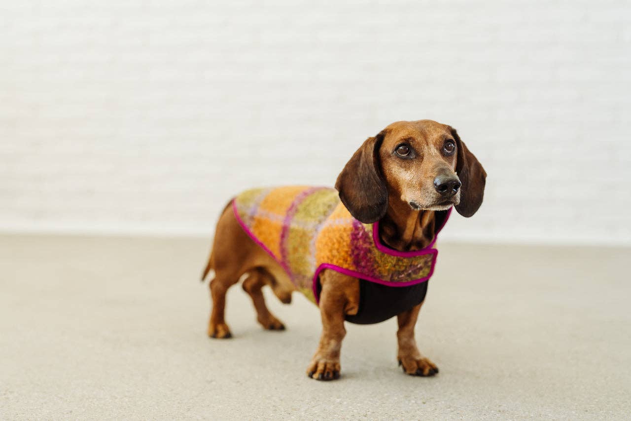 Dachshund Couture - Vendita all'ingrosso Cappotto - Cani - Cappotto invernale Degas per bassotto4