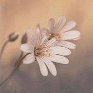 Michel-Verlag GmbH - Wholesale Sympathy Card - Stylish, cheap sympathy card1