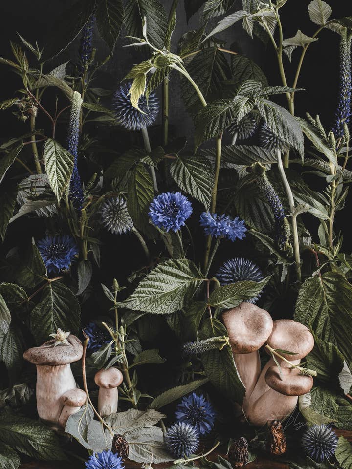 Undergrowth | Art Print | Dark Floral & Mushroom for wholesale by Alyssa Thorne