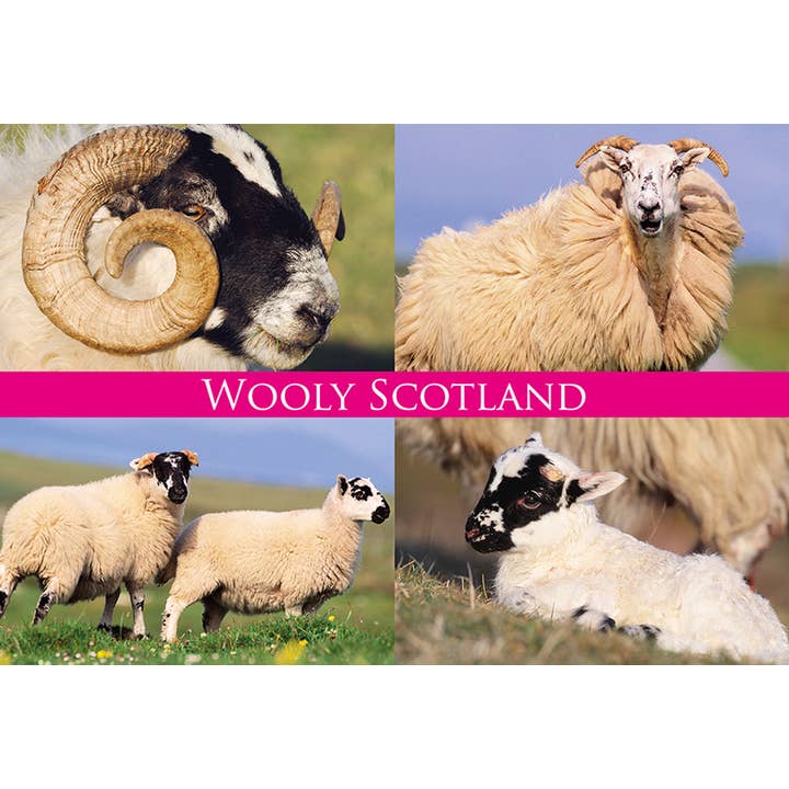 Middelgrote ansichtkaart Wooly Scotland voor wholesale door Island Blue Publishing