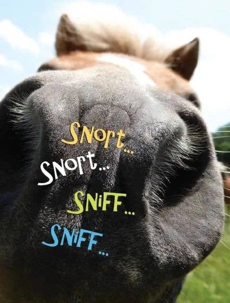 Horse Hollow Press - Wholesale Birthday Card - Horse Greeting Birthday Card / Sniff, Snort, Snort / Funny5