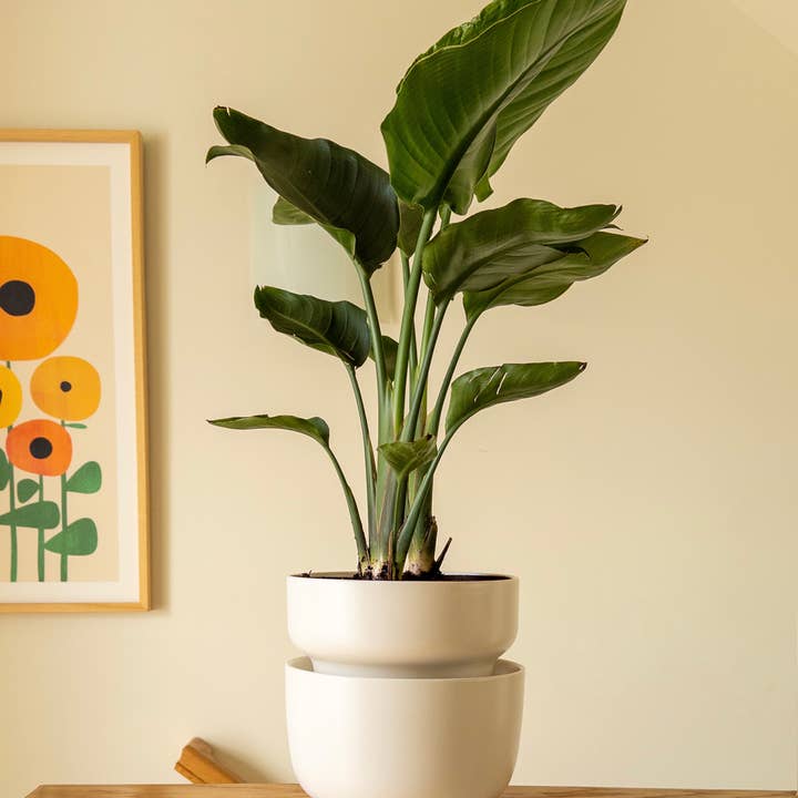 Cream Tendril Planter with Self-Watering SWAP+ System for wholesale on Faire