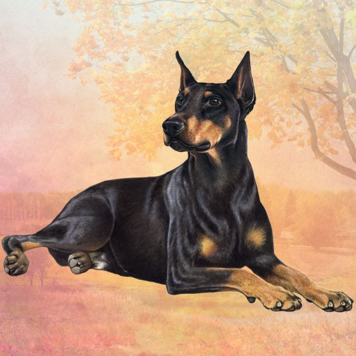E&S Pets - Wholesale Coasters - Doberman Square Coaster0