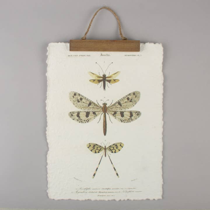 Originals International Ltd - Wholesale Art Print - Vintage Insect Wall Hanging – Handmade Entomology Print