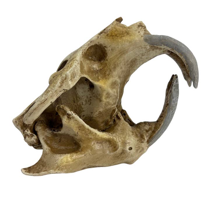 Giant Beaver Skull - Museum-Quality Replica Cast for wholesale by Science Museum of Minnesota