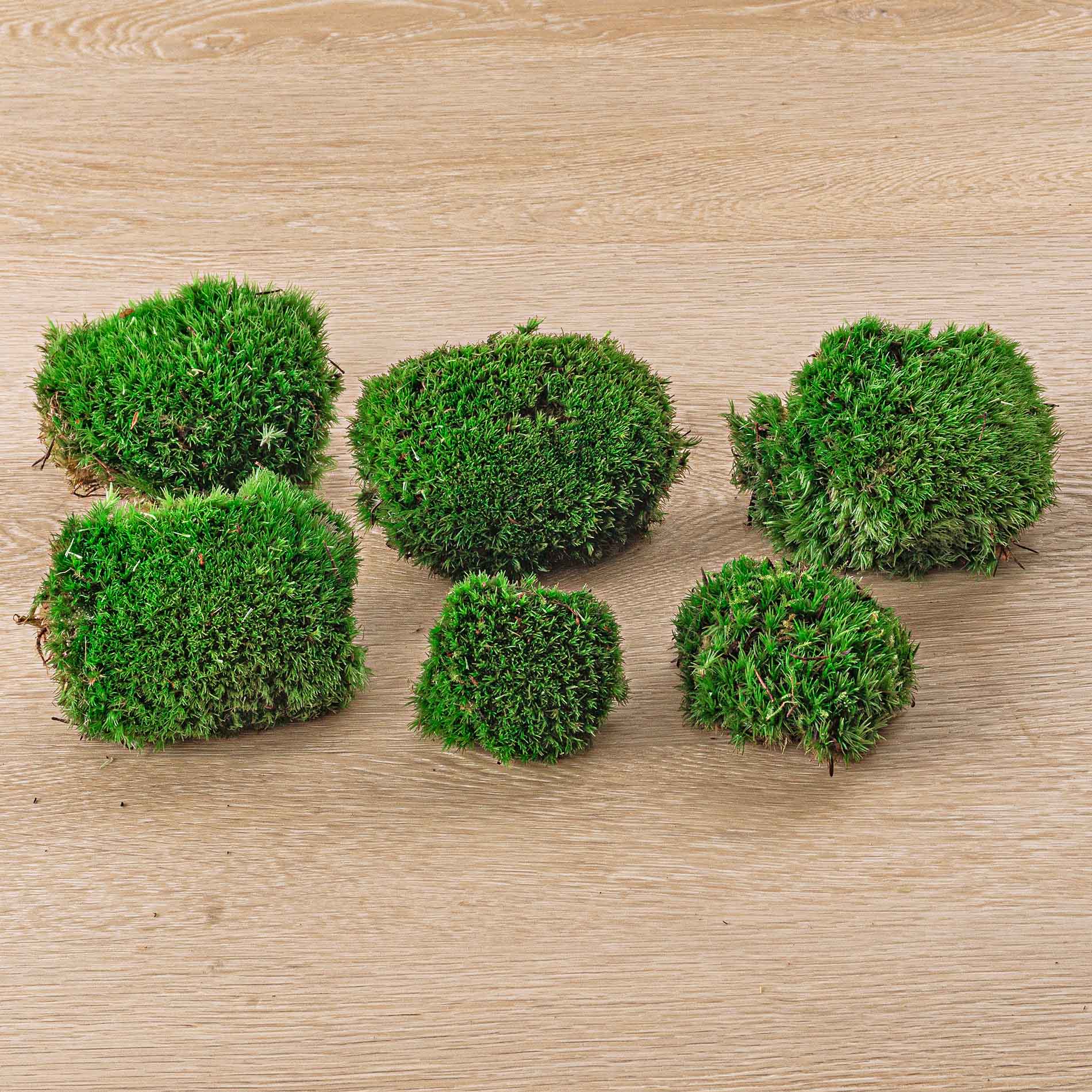 Trendhero.nl/b2b - Wholesale Live Plant - Live Cushion Moss - Premium Fresh Moss - Bun Moss - Pillow Moss - Leucobryum glaucum2