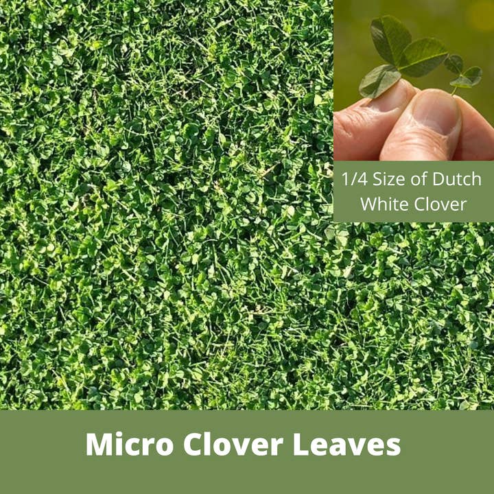 Flawn Seed Kits - Wholesale Plant Seeds - Micro Clover Seed Compostable Pouch w/Hang Hole