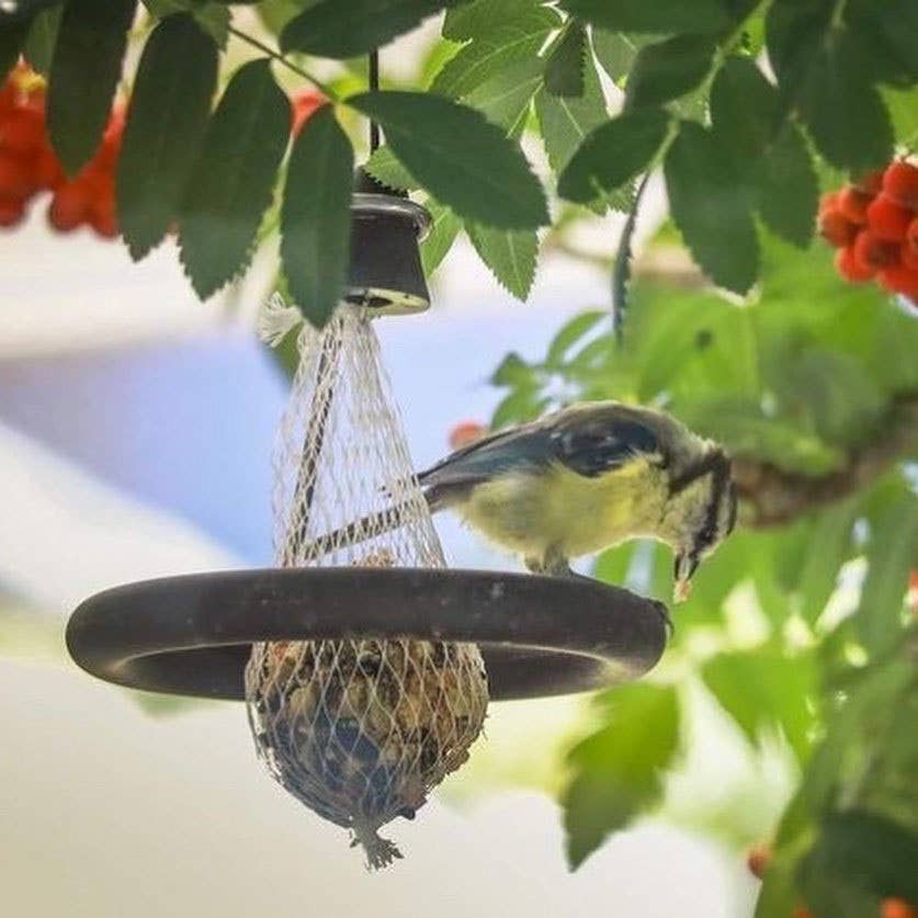 Born in Sweden AB - Vente Mangeoires pour oiseaux - Suspension pour boules de graisse en forme de satellite4