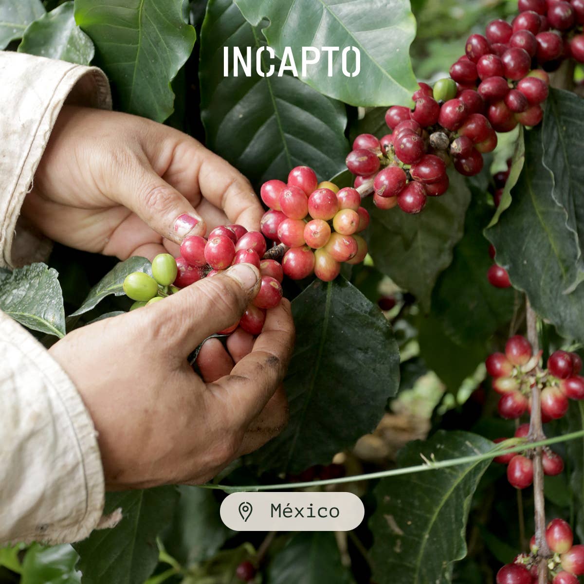 INCAPTO COFFEE – Grãos de café por atacado – Café de Grão Especial do México 100% Arábica5