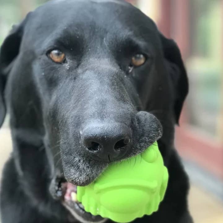 Rover Pet Products - Wholesale Pet chew toy – Dog - Bullfrog - Chew and Enrichment Toy2