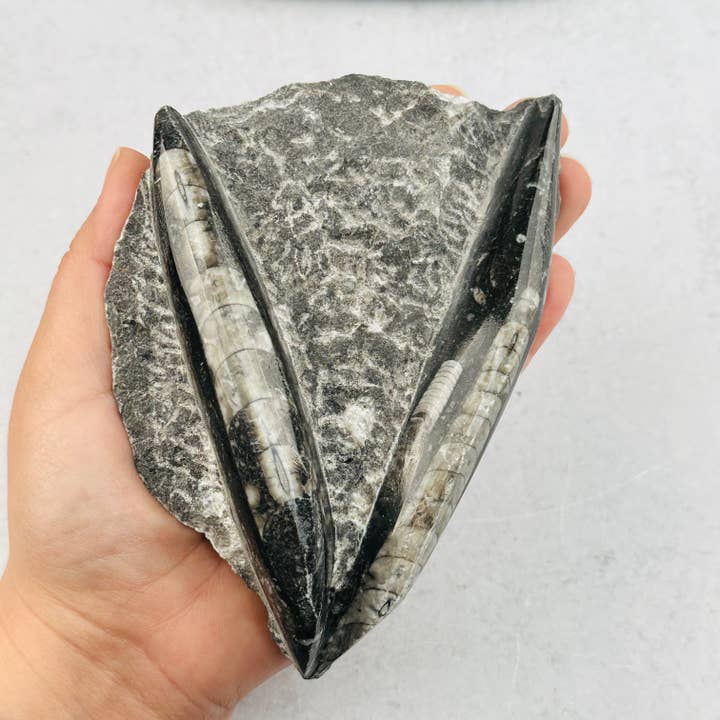 Rock Paradise - Wholesale Spiritual Stone/Crystal - Orthoceras Plaque - 2 Orthoceras - Fossil Collection4