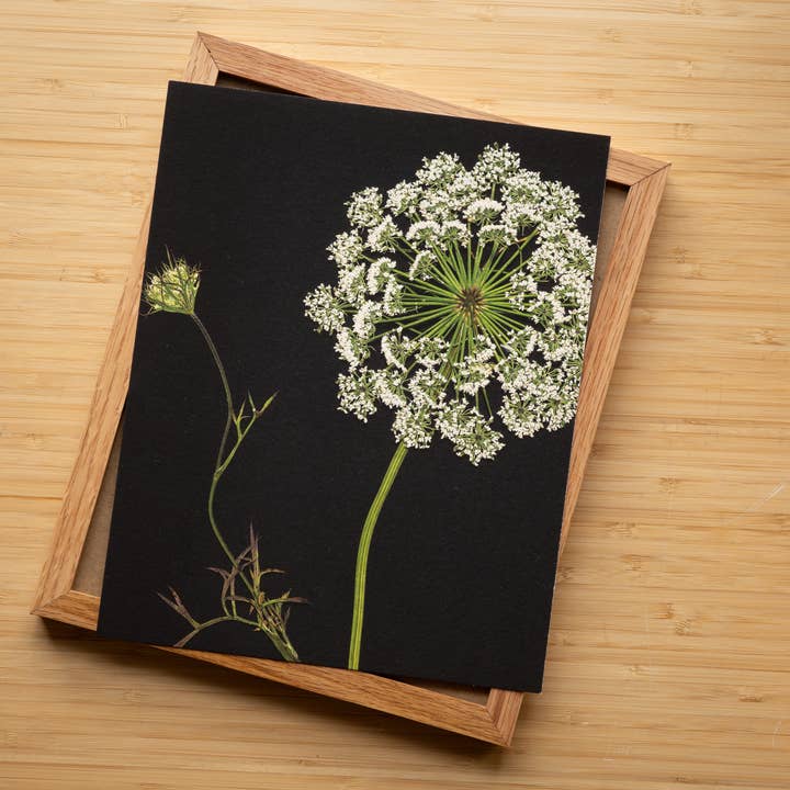 Hope Steinle Pressed Flower Art - Wholesale Art Print - Pressed Flower Art Print - Queen Anne's Lace