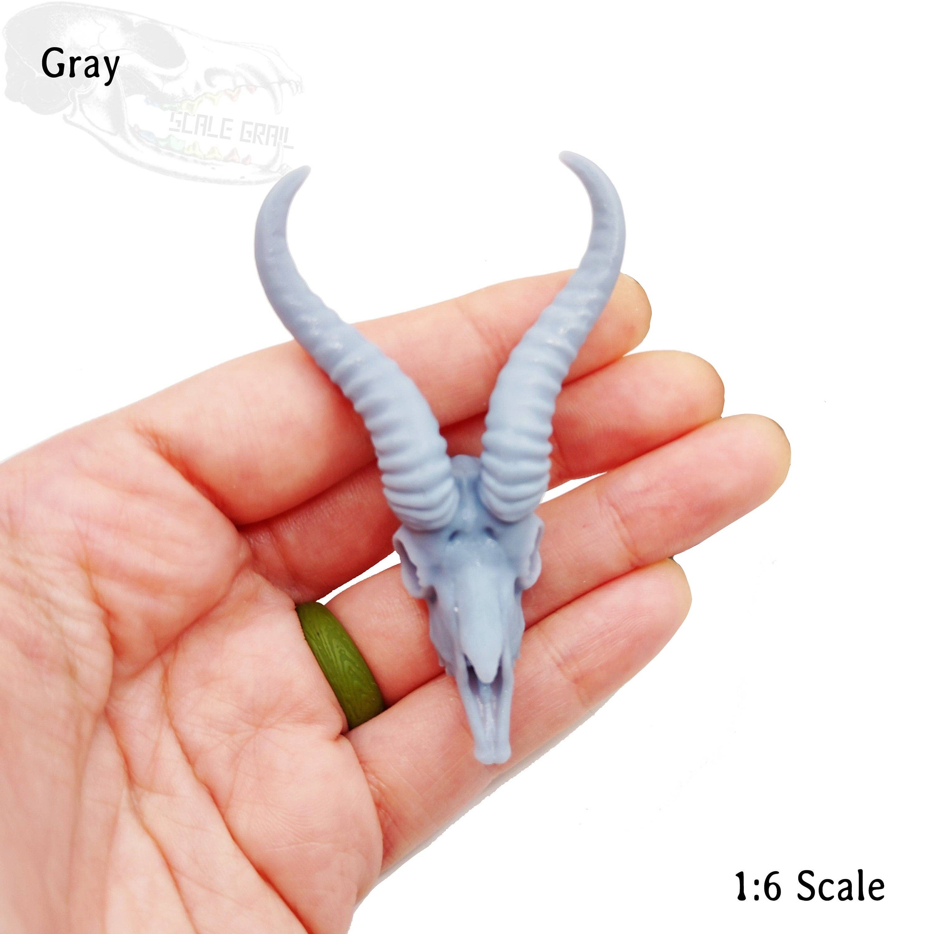 The Scale Grail - Wholesale Decorative Figurine - Springbok Skull Replica 1:6 Scale miniature animal skulls for use in dollhouse, diorama, models, tiny antelope cranium (1 skull)2