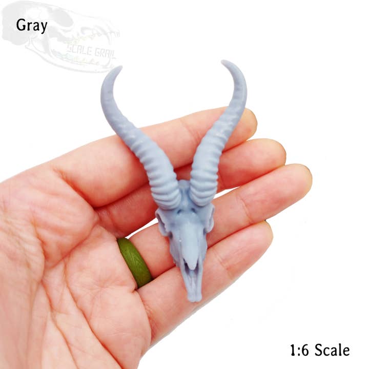 The Scale Grail - Wholesale Decorative Figurine - Springbok Skull Replica 1:6 Scale miniature animal skulls for use in dollhouse, diorama, models, tiny antelope cranium (1 skull)2