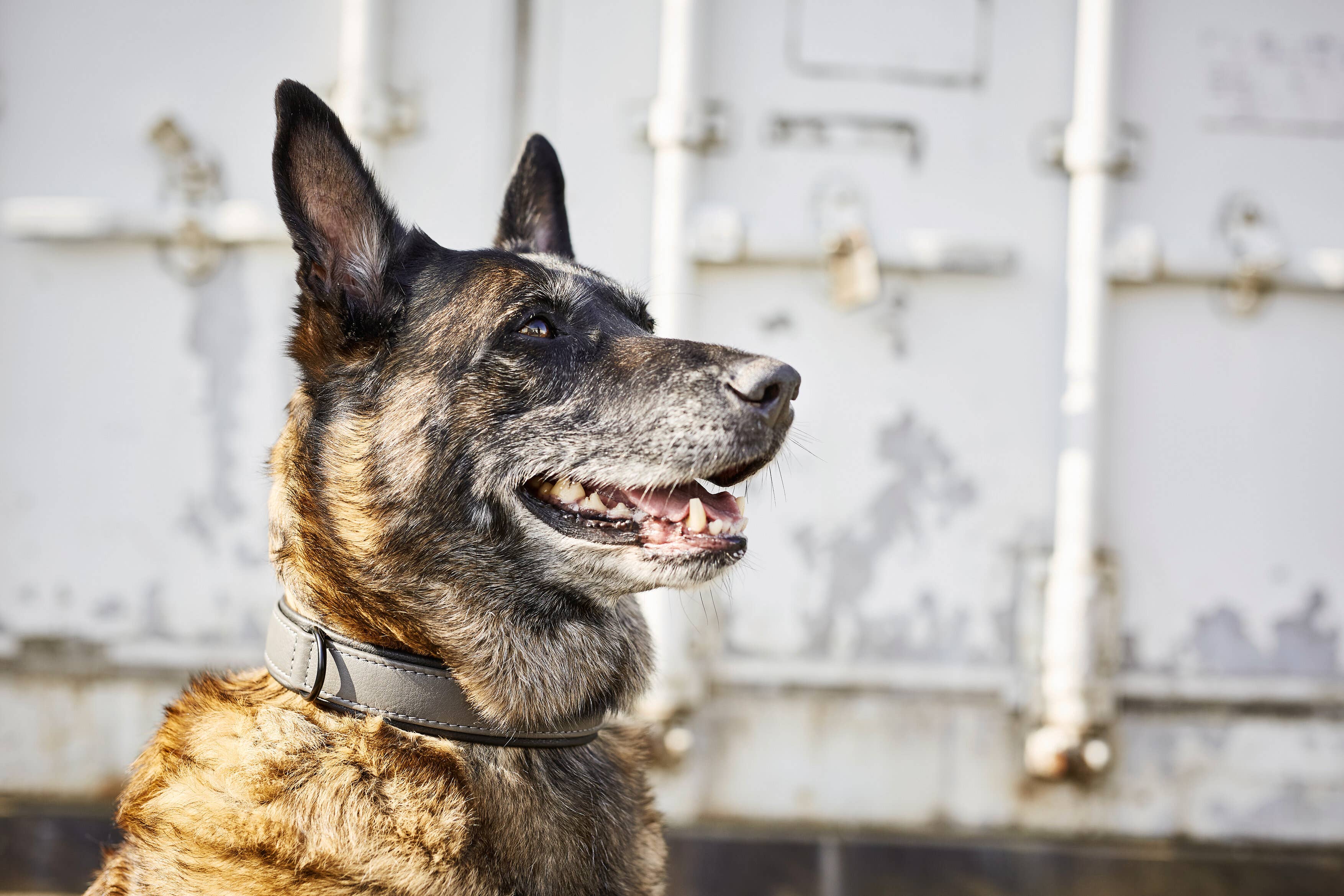 LABONI - Volentis GmbH - Wholesale Pet Collar - Dog - AMICI dog collar41