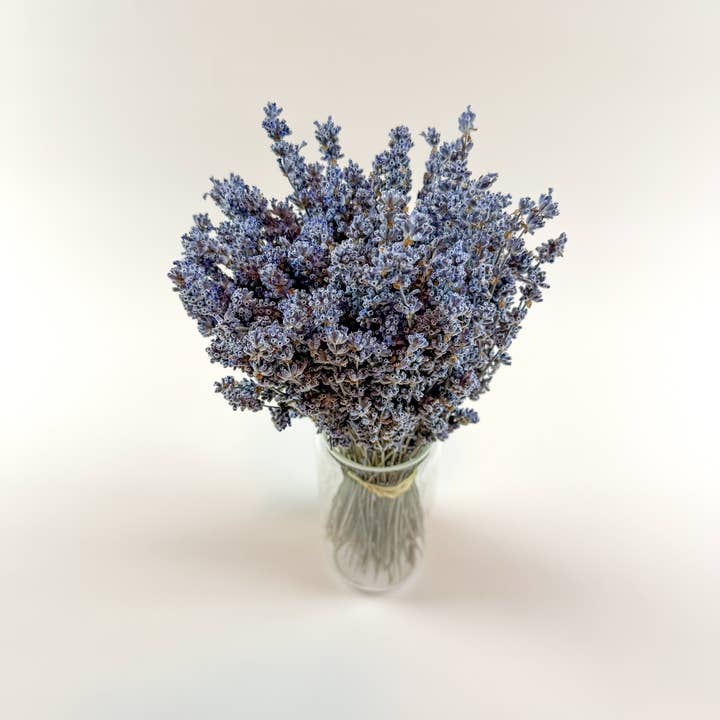 Lovejoy Farms Premium Dried Flowers - Wholesale Dried/Pressed Flowers - Light Blue Lavender – Naturally Air-Dried Florals1