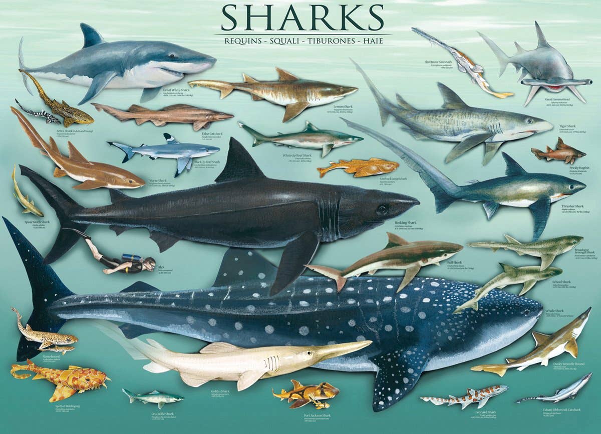 Eurographics Puzzles Europe - Wholesale Puzzle - Adult - Sharks1