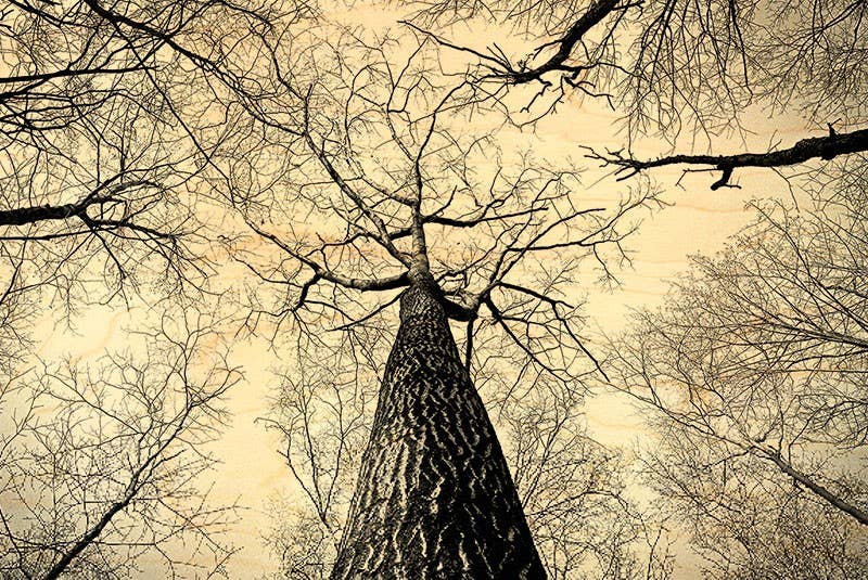 Hironwoods - Vendita all'ingrosso Cartoline - Cartolina Bois Forêt Bessous0