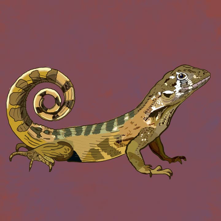 Lézard rayé pour la vente par Dogs And Designs