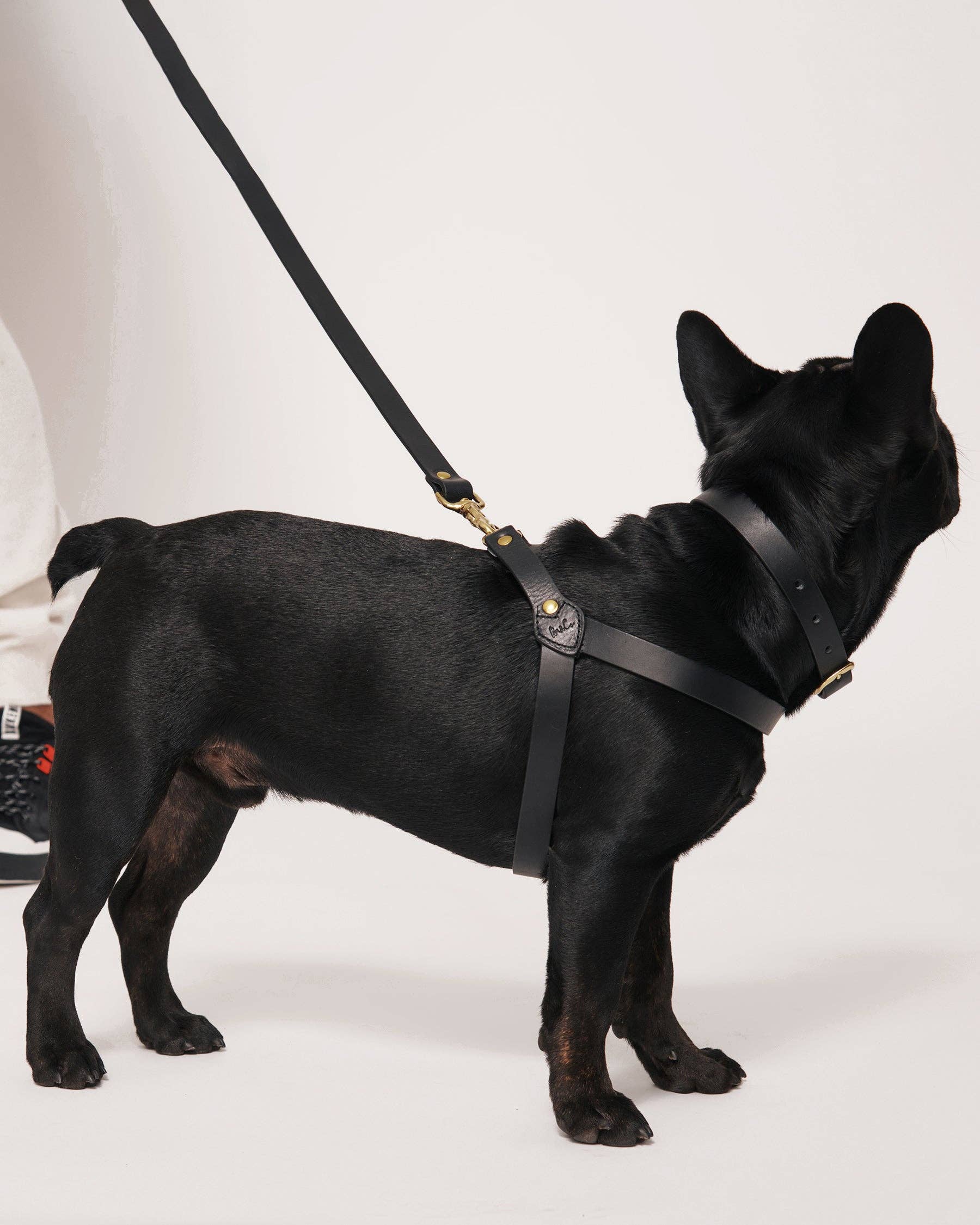 Muso & Co – Großhandel Haustiergeschirr – Hund – Klassisches Geschirr aus pflanzlich gegerbtem Leder5