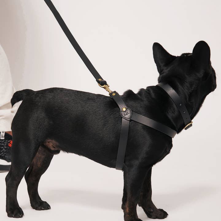 Muso & Co – Großhandel Haustiergeschirr – Hund – Klassisches Geschirr aus pflanzlich gegerbtem Leder5