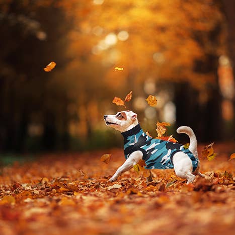 Suitical - Wholesale Pet Bodysuit - Cat/Dog - Recovery Suit - Dog
