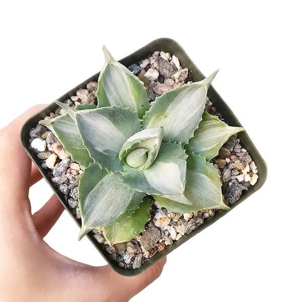 Best Plant Friend - Wholesale Succulent - Variegated Butterfly Agave - Live Succulents 3.5 inch Pot