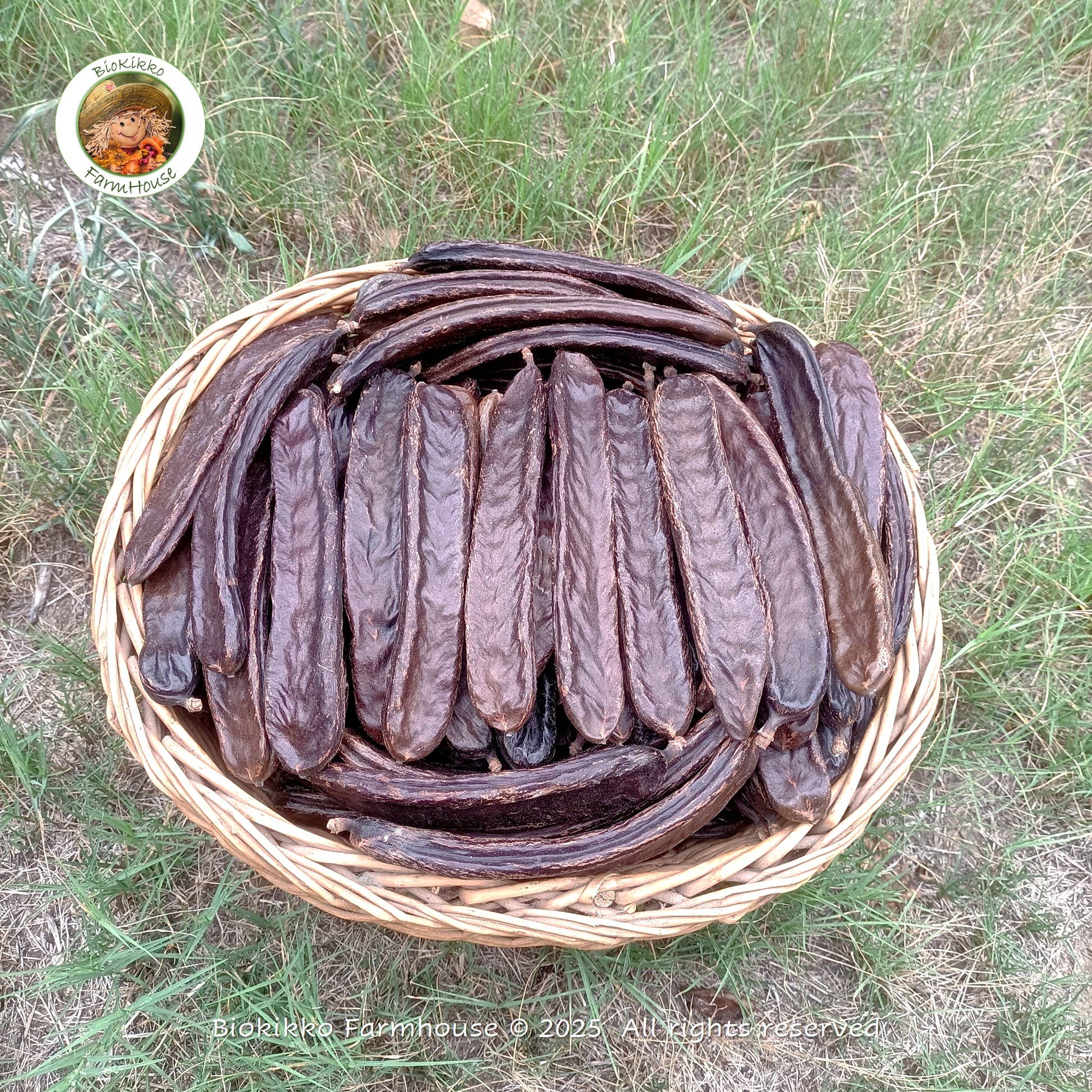 Biokikko Farmhouse - Wholesale Nuts - Selected carobs - I Cat. 2 Kg | Harvest 20250