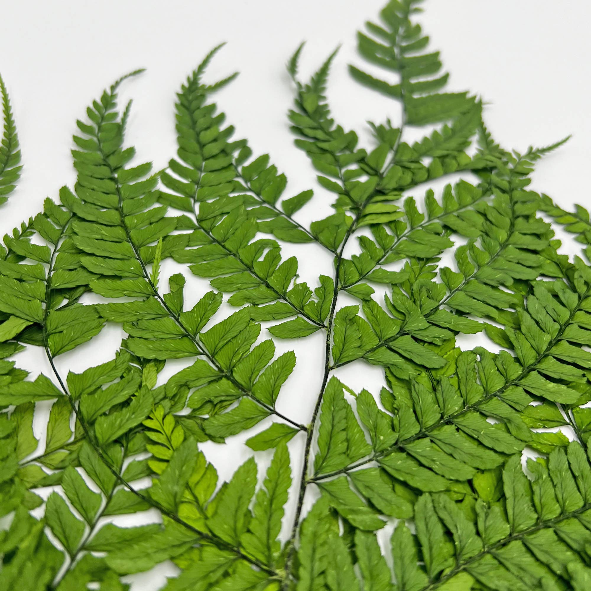 2626 Designs - Wholesale Dried/Pressed Flowers - Dried Preserved Fern 14"15