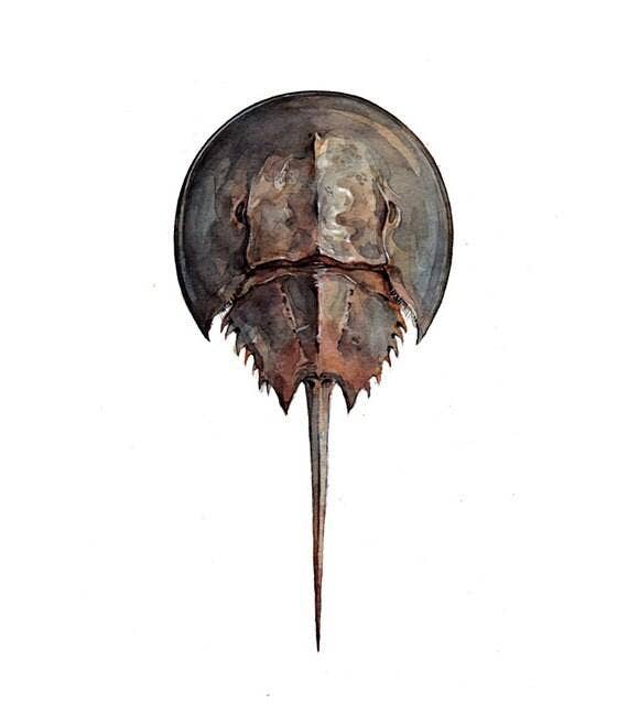 Studio Tuesday - Wholesale Art Print - Horseshoe Crab Watercolor Painting, Seashore Beach Print1